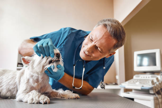 Best Urgent Dental Care  in Marysville, MI
